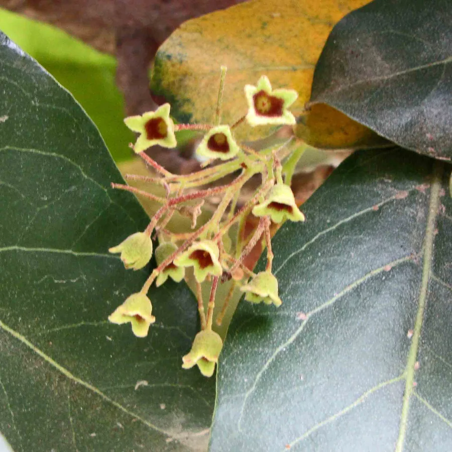 在高雄原生植物園拍攝的銀葉樹花與葉片