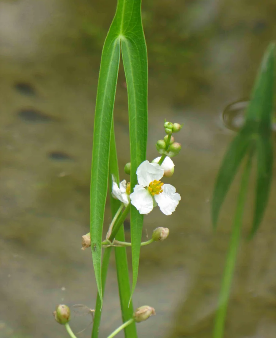 在高雄原生植物園拍攝的野慈姑白花